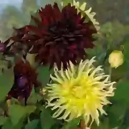 Yellow & Maroon Mix